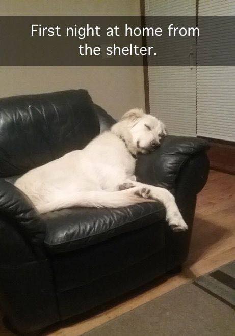DogLovers03's tweet image. First night at home from the shelter 🥺. Are you happy for him 😍