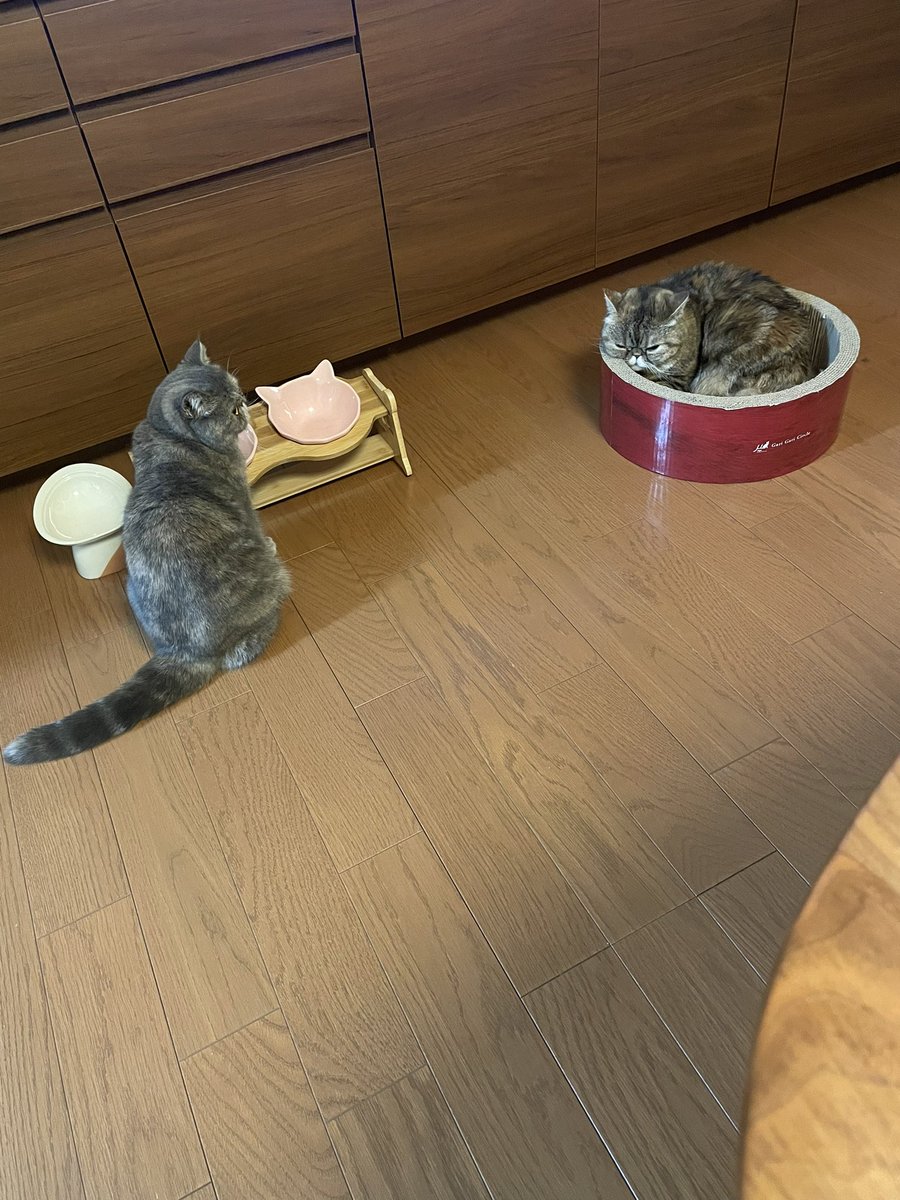 ヒナはミーナをめっちゃ見る
大好きなのにミーナには届かない💔

#猫 #エキゾチックショートヘア  #ねこのいる生活 #猫好きさんと繋がりたい