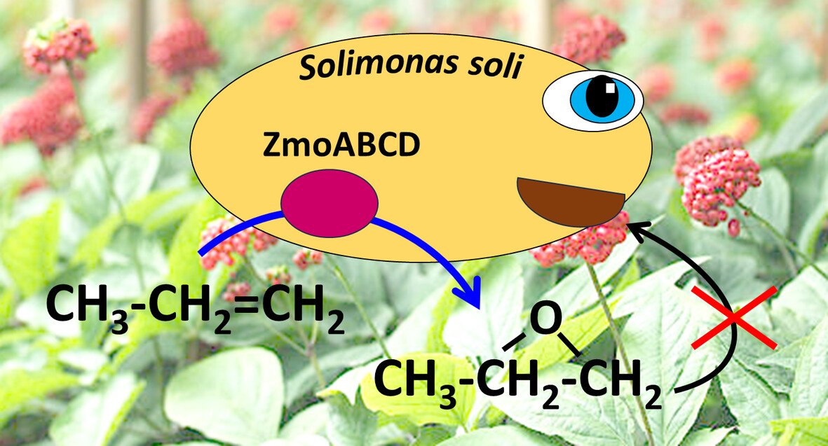 Excited to share a new paper out in Environ.Microbiol. A novel monooxygenase in Solimonas is functionally expressed and oxidises diverse alkenes. We still dont know the 'natural' substrate ... ideas welcome! Great work from PhD student @nicobacterium ami-journals.onlinelibrary.wiley.com/doi/full/10.11…