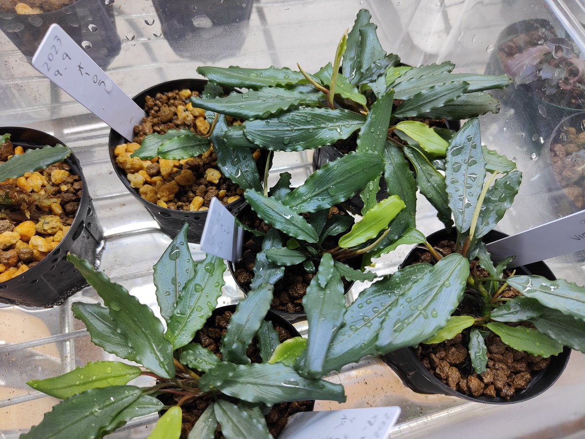Bucephalandra sp. Aurora KN便 子株 Bucephalandra sp. Aurora KN便 子株 ② キボーデコ on X: