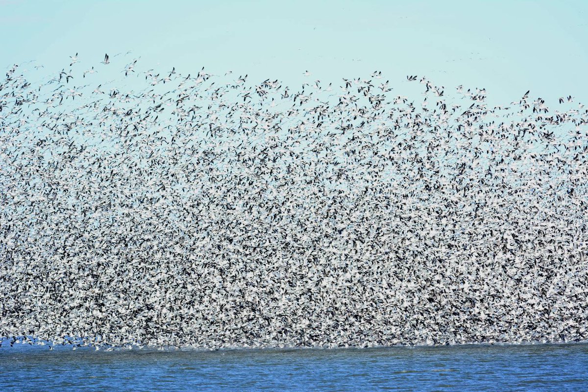 #SnowGeese are one of the most abundant waterfowl species in the world. During migration, they can be hard to miss as they tend to be noisy and travel in large numbers, from tens of thousands to millions! 📷Rick Bohn/USFWS #WaterfowlWednesday #MigratoryBirds