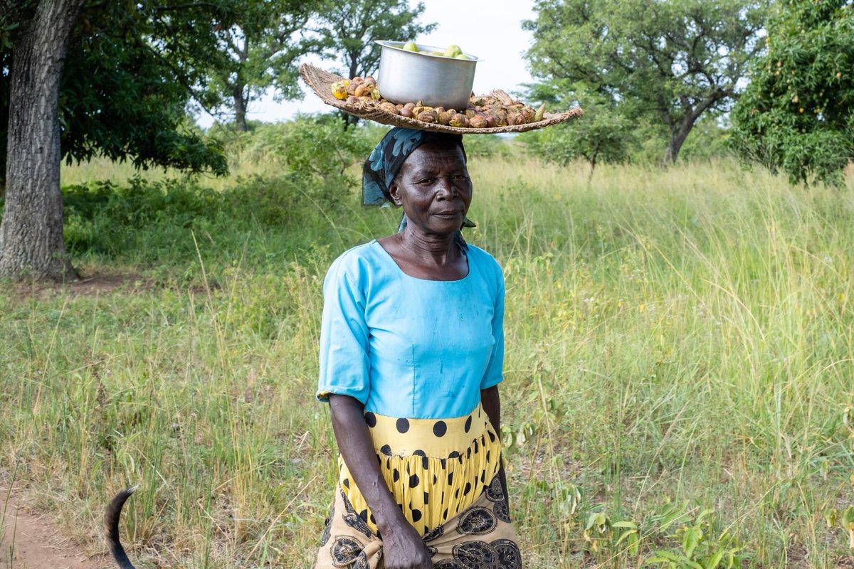 Women in Okere form part of the 20 million strong women across 23 African countries, dwelling in the Shea Belt, relying on Shea nuts as a crucial source of household income. The burgeoning global shea butter industry now exceeds valuation of $5 billion. Photo: @Katumbabadru1