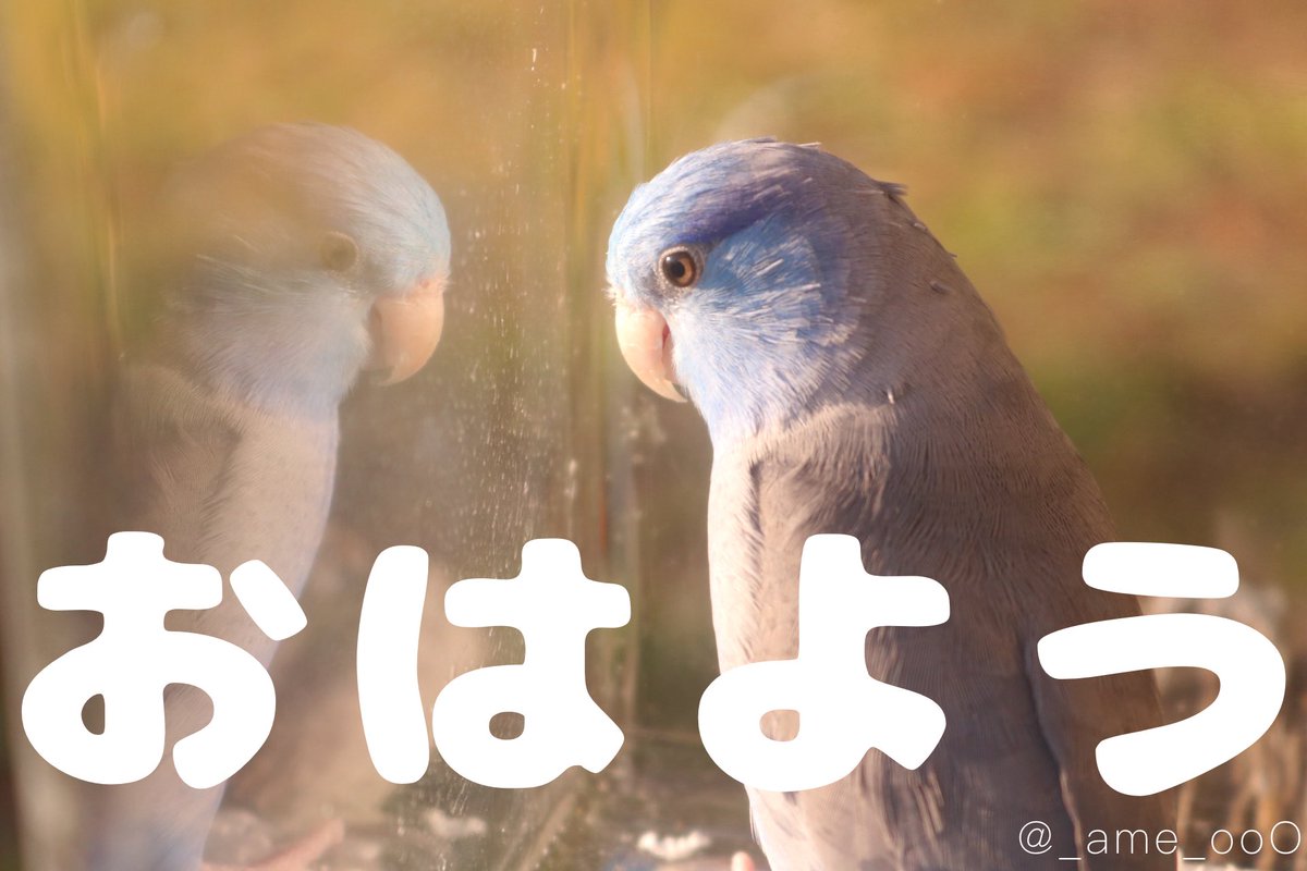 ⠀
起きた時の乾燥に毎日悩まされてる

はやく暖かい季節になって
日向ぼっこしたいね☀️𓂃 𓈒𓏸

#マメルリハ #インコ #あめの日常