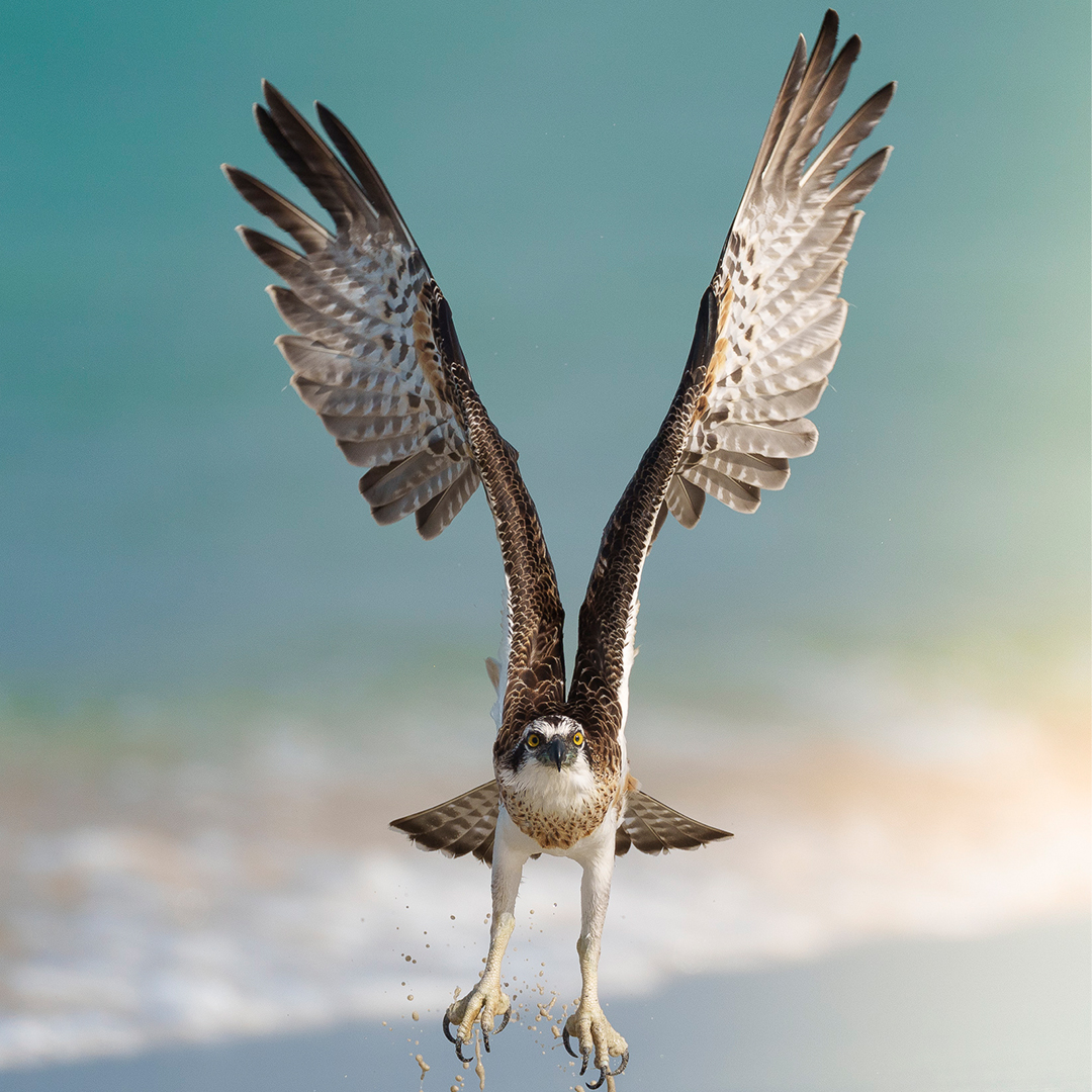 Taking off 🦅 Ospreys have a large wingspan of around five feet – about the length of a pool cue. Their wings also have more feathers than other large predatory birds, meaning they’re able to catch and carry larger prey. #EarthCapture by Vikrant Deshpande via Instagram.