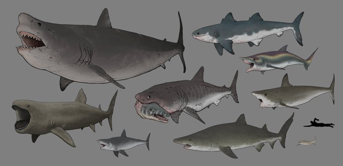 「shark」 illustration images(Latest)｜3pages