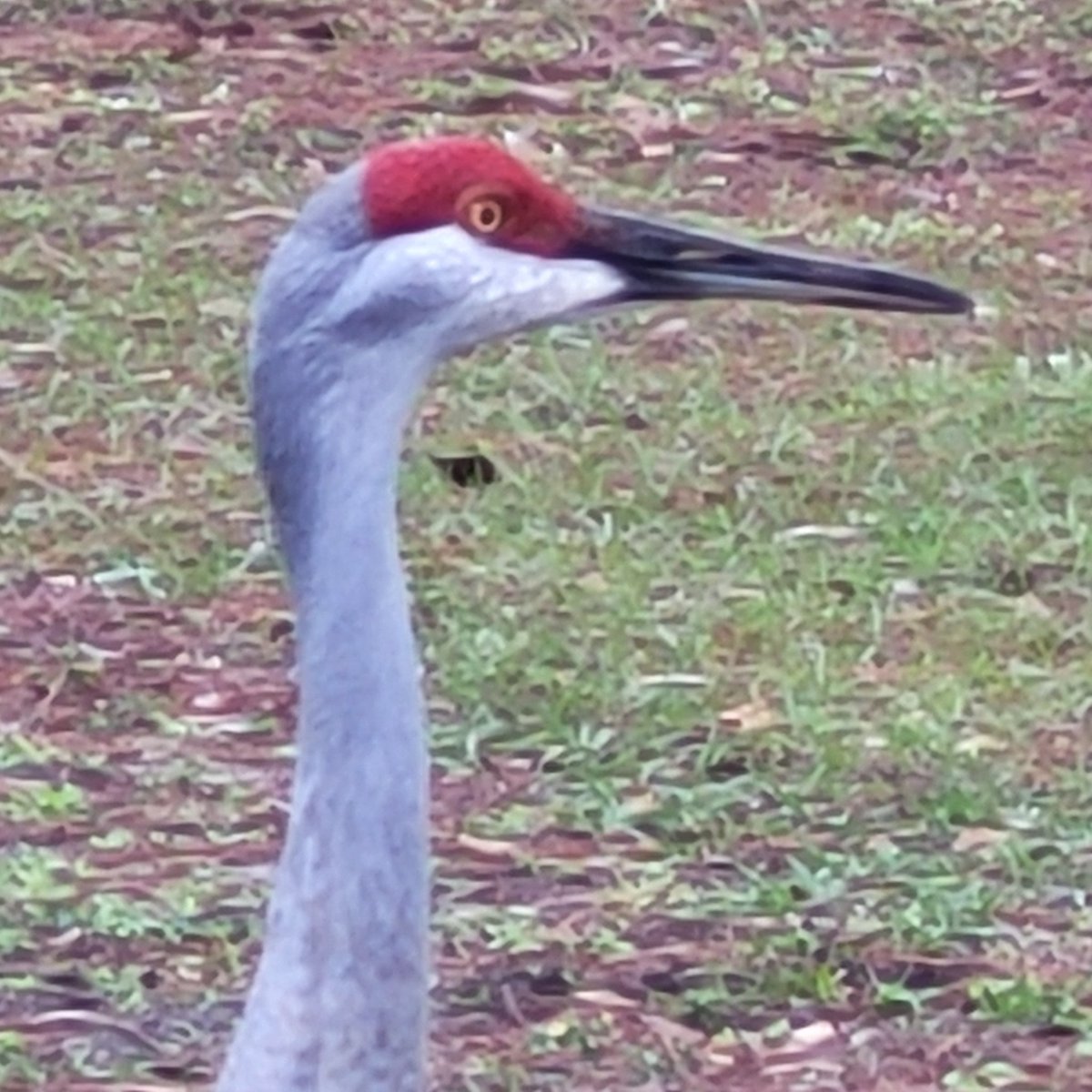 billeecox's tweet image. I post #pixofcranes when I&apos;m #outofideas better #thanrocks #maybe