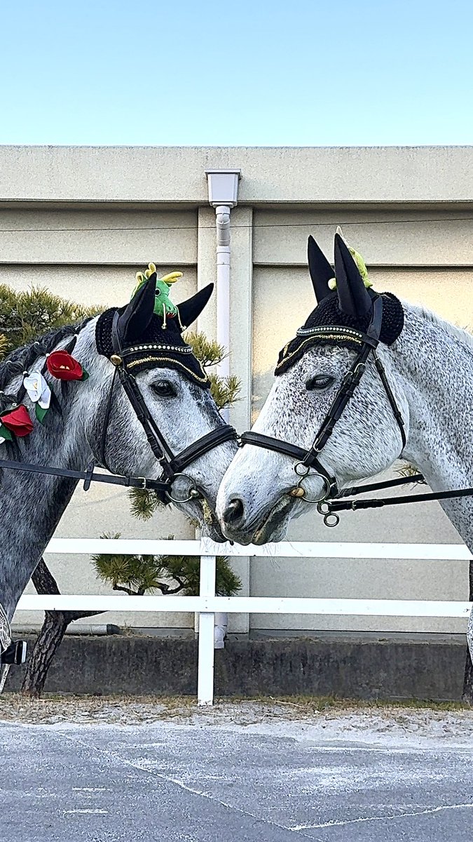 racehorse_f's tweet photo. 船橋開催4日目です！
今日のメインレースは報知グランプリカップ、その後の12レースは船橋ジョッキーズの最終戦となっています。

今日の誘導馬は

1-4、9-10 #タカラスノーウェーブ
5-8、11-12 #ミューチャリー

の予定です。
本日も最終レースまで応援よろしくお願いします‼︎

#船橋競馬
#ウマ娘 https://t.co/sX3EW7luLK