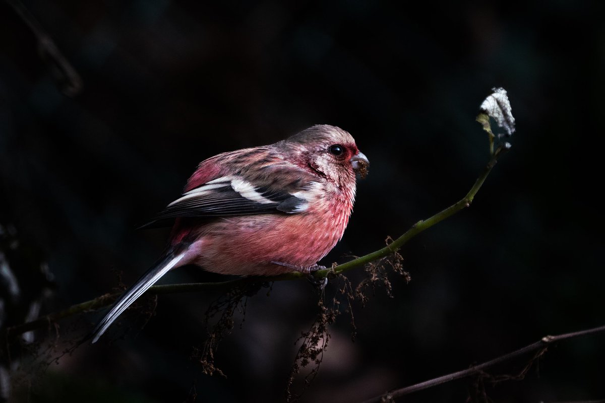oltre0601's tweet photo. 久しぶりに森へ

ベニマシコ

#野鳥撮影  #野鳥  #野鳥写真  #ベニマシコ　#α7riii https://t.co/ODHwyF5XEl