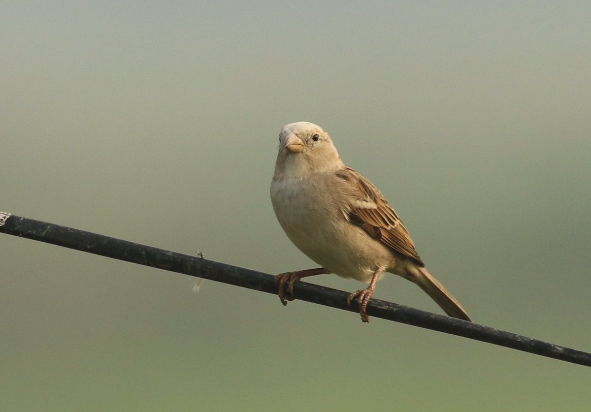 Partly leucistic #sparrow @IndiAves #IndiAves #birdwatching #birdphotography
