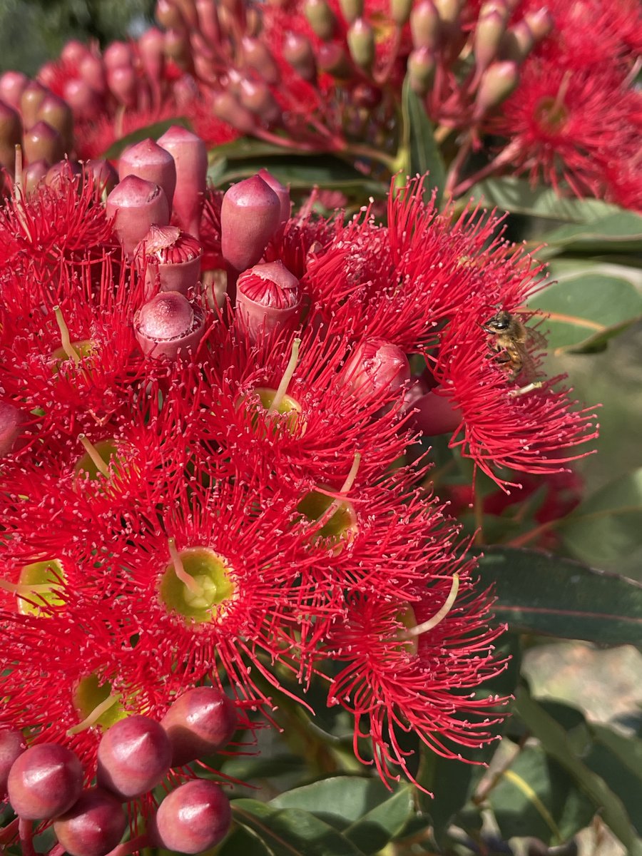 It's a ripper flowering-season for Corymbia ficifolia (WA red-flowering gum) planted in south-eastern Aust, probably due to an unusually mild and wet summer.

Here's some grafted cultivars growing at Currency Creek Arboretum and photographed today.