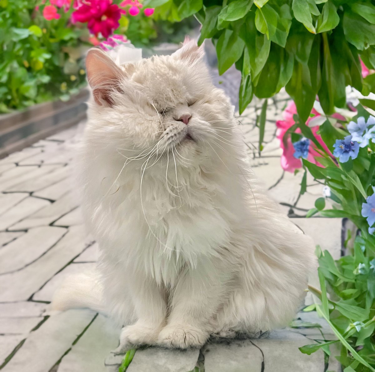 MoetBlindCat tweet picture