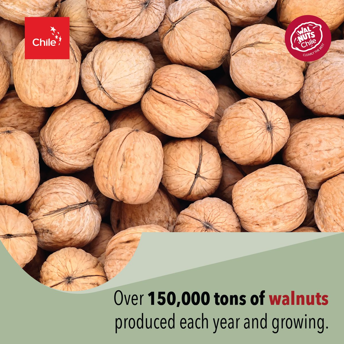 Witness the pursuit of excellence!

#WalnutChile #walnuts #chileanwalnuts #ChileWalnutsIndia #brainfood #smartfood #HarvestExcellence #AgriculturalJourney