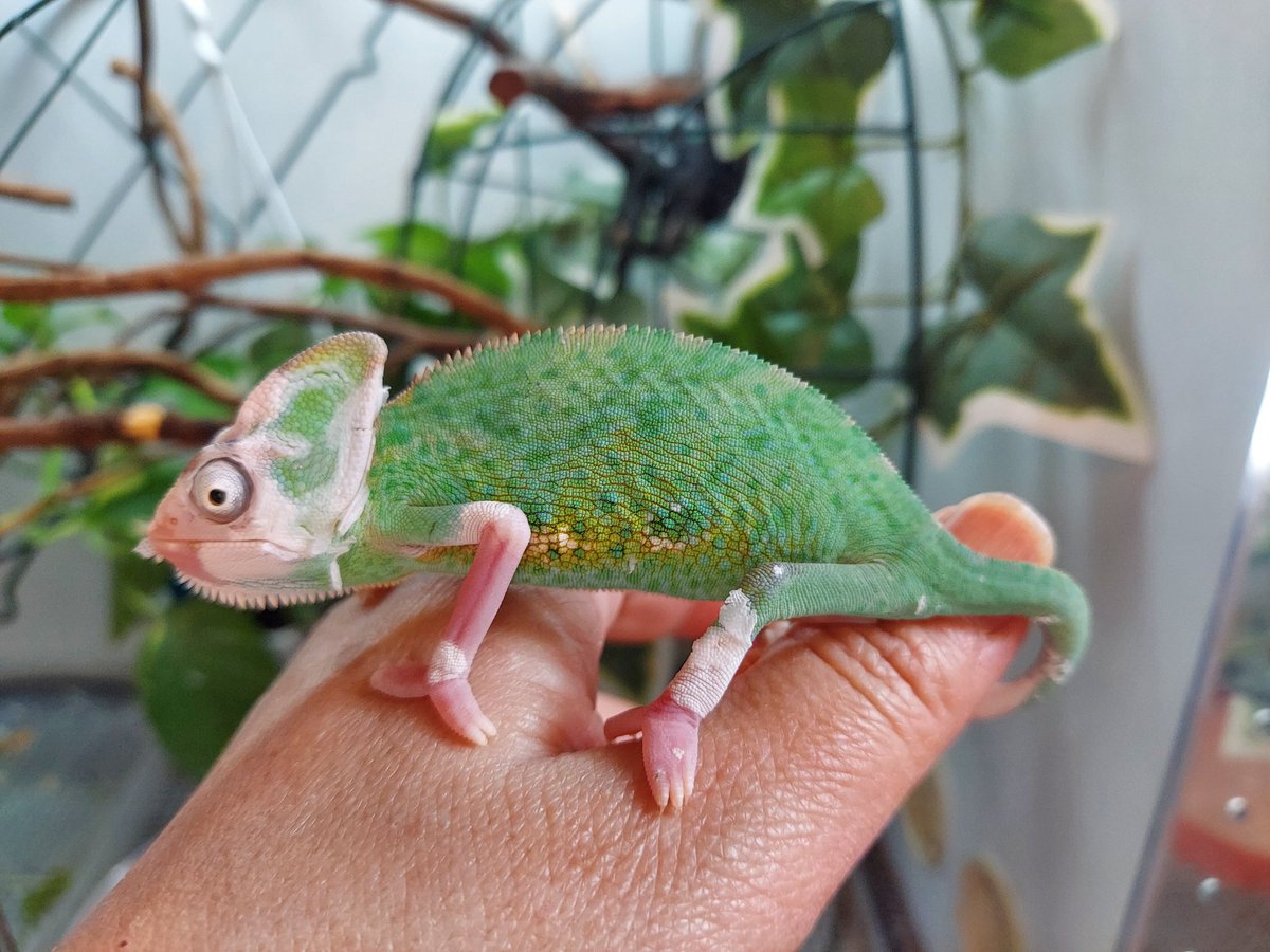 エボシカメレオン #エボシカメレオンパイドトランス うっすら柄の出