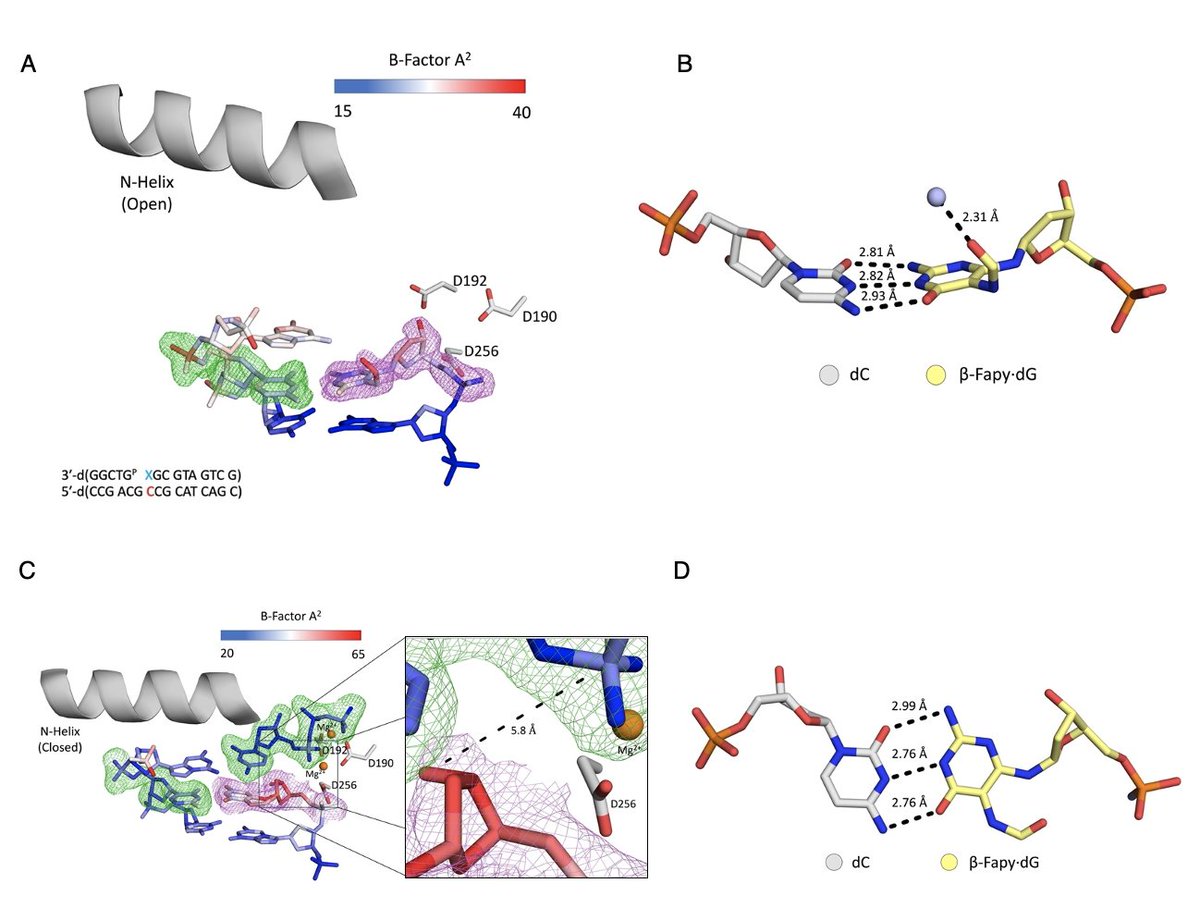 🧬The latest lab preprint is a collab with Marc Greenberg and has some great structures from Ben Ryan (<a href="/benny_ry/">Ben Ryan</a>) and Peyton Oden!  👏 

We investigated how Pol Beta bypasses templating Fapy•dG, inserts Fapy•dGTP, and extends from Fapy•dG at the primer.
biorxiv.org/content/10.110…