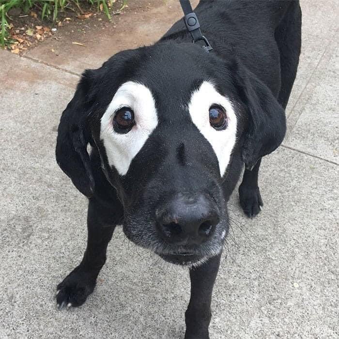 NecesitoUnPerro's tweet photo. Tal vez no reciba muchos likes 💗pero la adore con todo mi corazón... https://t.co/TmiId0YgAd