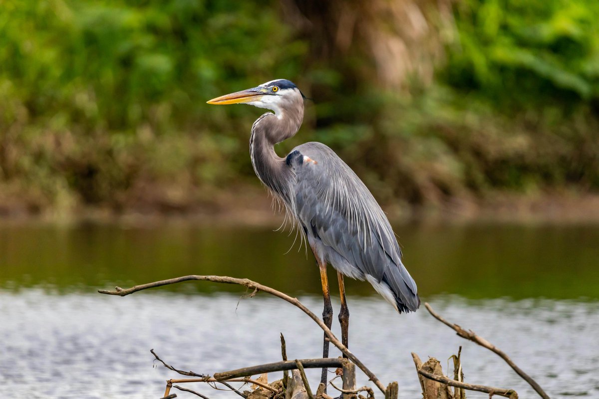 The herons are long-legged, long-necked, freshwater and coastal birds in the family Ardeidae, with 72 recognised species, some of which are referred to as egrets or bitterns rather than herons. 

#birds #nature