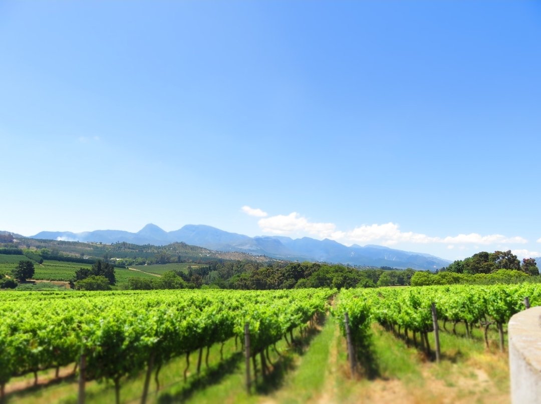 ElginVintners's tweet photo. Come and experience the beauty of Elgin Vintners – where the essence of exceptional wines meets the warmth of genuine hospitality. 🍷🍇

#ElginVintners #CoolClimateWines #ElginWineFarm #SouthAfricanWine #ExploreElgin #VintnersChoice #WineTasting #SipElgin #WineCountry https://t.co/LKYAYLMo7V