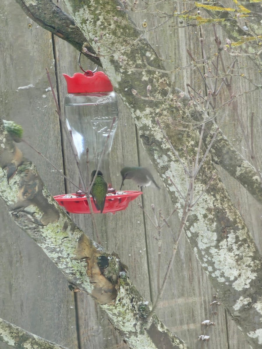 It's sooo cold. But hummingbirds still make an appearance... #FeedTheBirds