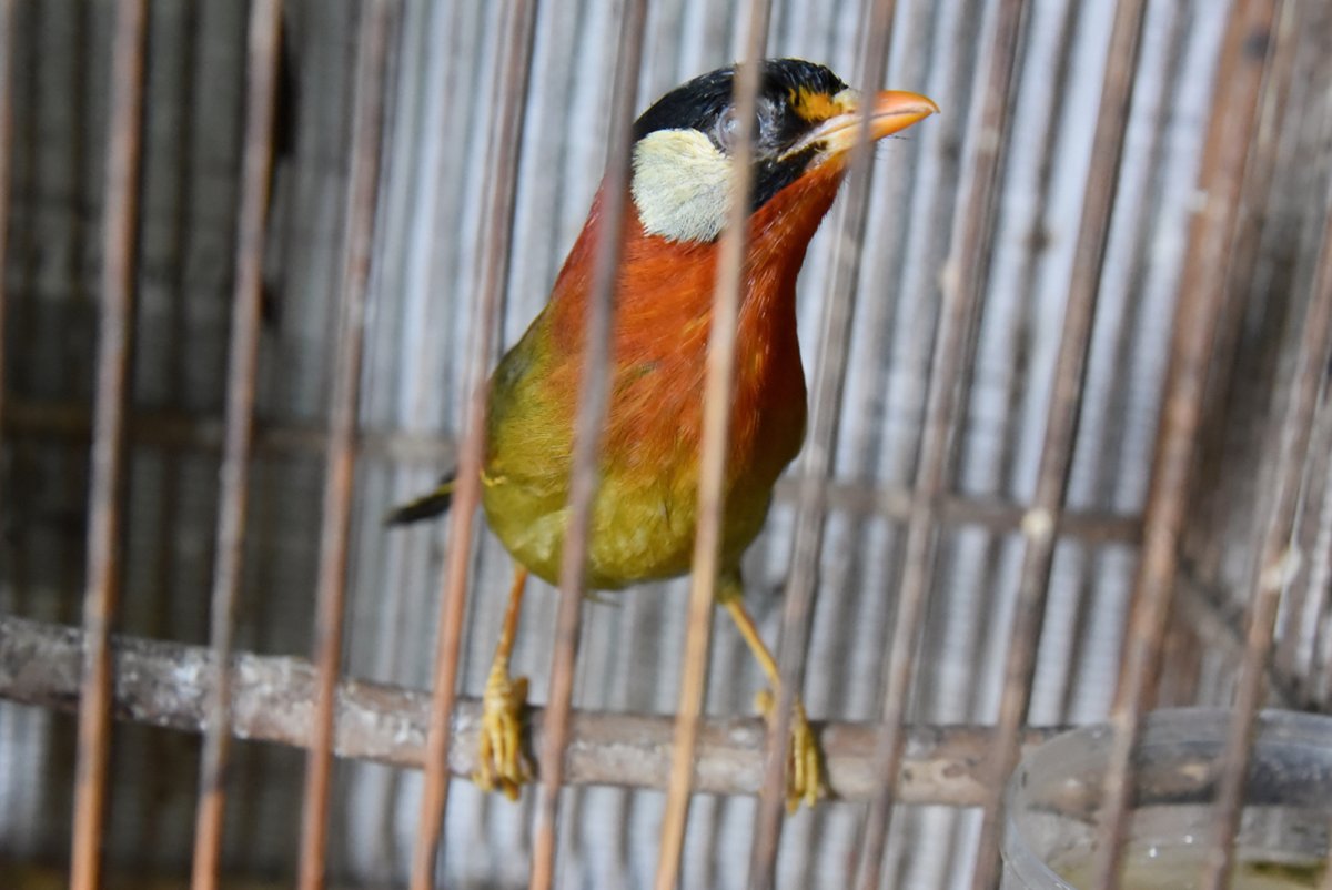 1/2 Is the Sumatran Mesia rolling to extinction? Two subspecies of this bird ('rookmakeri' & 'laurinae') are listed in Tier1 of our Priority Taxa List, which means that their survival is threatened by trade and they are the top priority for conservation action. 📸@JonathanBeilby