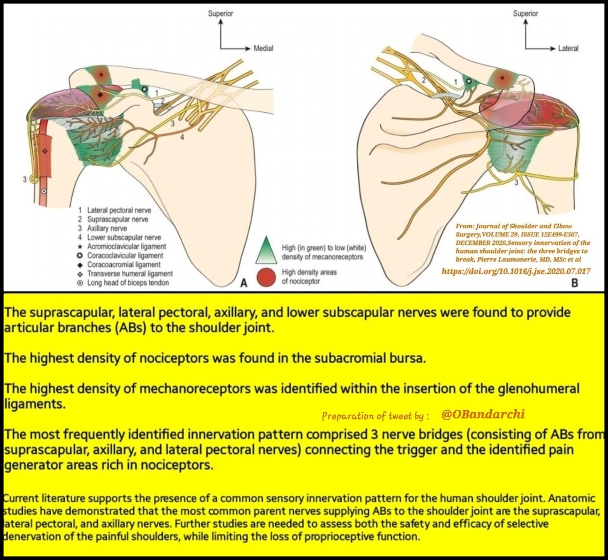 Dr. OMID BANDARCHI on X: Function of the shoulder girdle muscles  beautifully shown. These movements, however, do not occur exclusively at  the shoulder joint. In the living person, an associated movement of