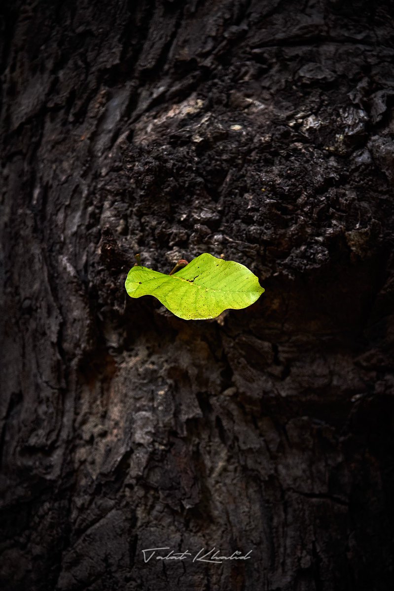 wildlifephototours tweet media