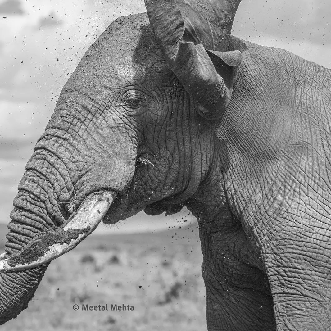 KWSTsavoEast's tweet photo. Embrace the thrill of adventure and the majestic wildlife that roam freely at Tsavo East. 

📷Meetal mehta 

#ZuruTsavoEast
#ZuruNaKWS
#ZuruKenyaParks https://t.co/ceb5WzDHBX