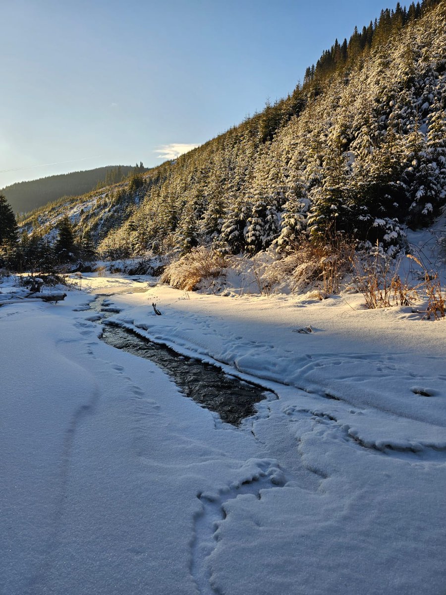 RNP_Romsilva's tweet photo. 📷 La pas prin pădurile administrate de Ocolul Silvic Pucioasa, Directia Silvica Dambovita
📷 Pucioasa Forest District, in Dâmbovița county, #Romania #Mediu #Forests #Forest #Forestry #Nature #Environment #zapada #omat #ocolsilvic #trees #winter https://t.co/BpVz3vsh66