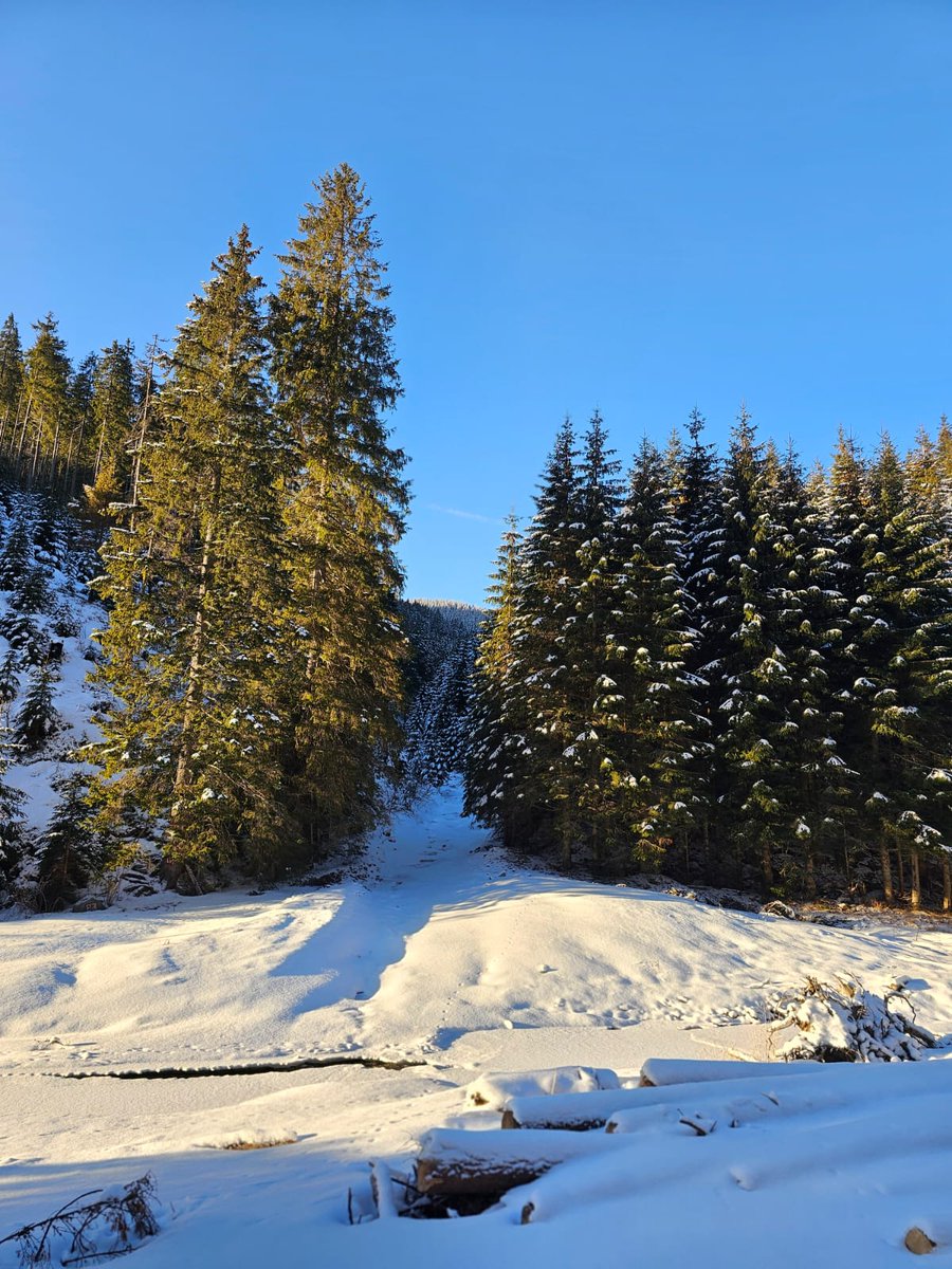 RNP_Romsilva's tweet photo. 📷 La pas prin pădurile administrate de Ocolul Silvic Pucioasa, Directia Silvica Dambovita
📷 Pucioasa Forest District, in Dâmbovița county, #Romania #Mediu #Forests #Forest #Forestry #Nature #Environment #zapada #omat #ocolsilvic #trees #winter https://t.co/BpVz3vsh66