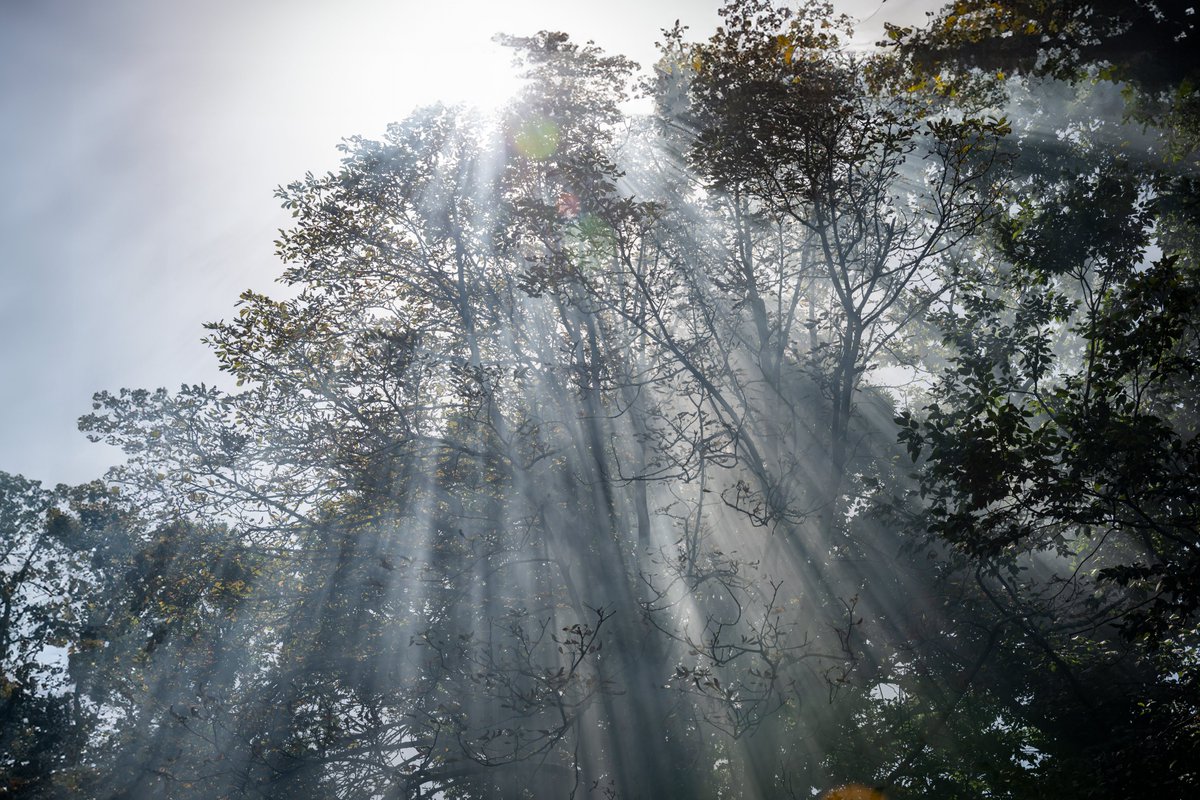 Sunlight Serenade
#MistyMornings
#SunbeamSymphony
#NatureMagique
#EnchantedForest
#LightThroughLeaves
#FoggyForest
#SerenadeOfSunlight
#NaturePhotography
#WoodlandWonders
#ChasingRays