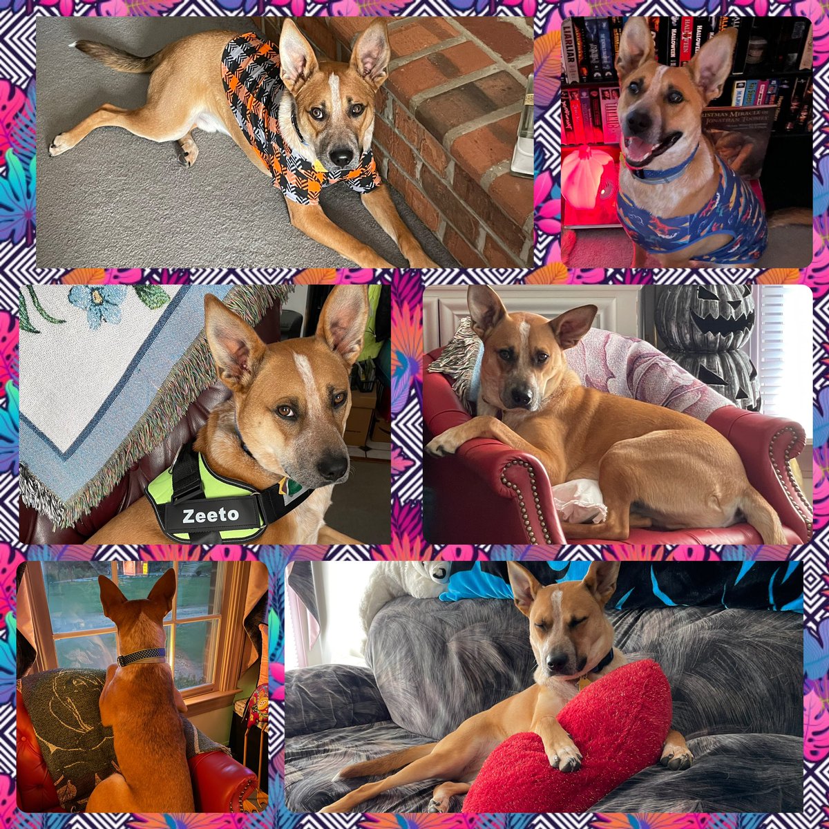 Sherry Reich tweet media