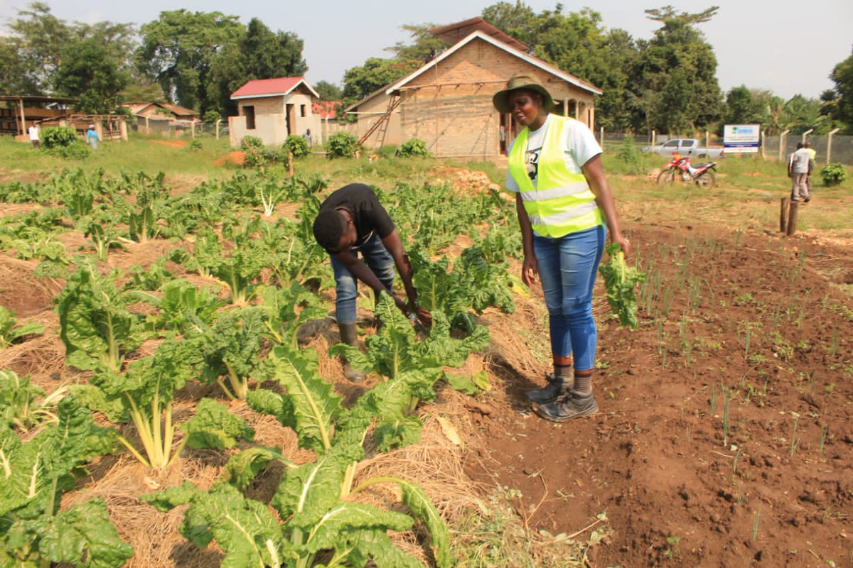 Courtesy visit of CIDI Executive Director to our Climate Adaptation learning center in Mbuye Rakai. Our Vegetable gardens progress, we planted Spinach . We have been looking after the vegetables through the dry season with climate adaptation practices.