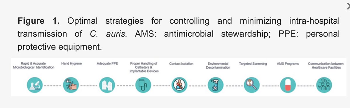 infeccHRUmalaga's tweet photo. Descrita en 🇯🇵2009 #CANDIDA #AURIS ya casi en todo el mundo🌍 #Multirresistente 📸1, #nosocomial🏥puede cursar en brotes📈.Revisión📚 @Pathogens_MDPI:
💠Epidemiologia
💠Clínica y fact.predisponentes📸3
💠Mecanismos patogenicidad
💠Prevención y control📸4
https://t.co/8lgnVEagmc https://t.co/MIZXv7dlwf