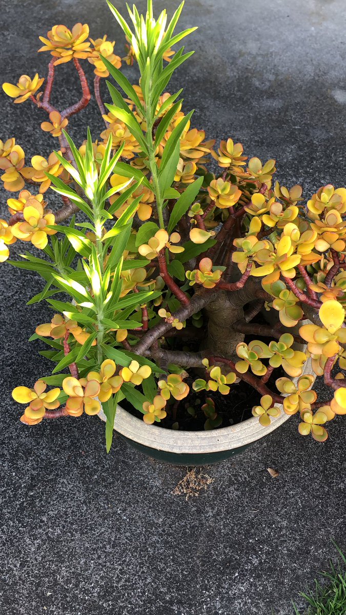 This money plant is being taken over by this mortgage weed