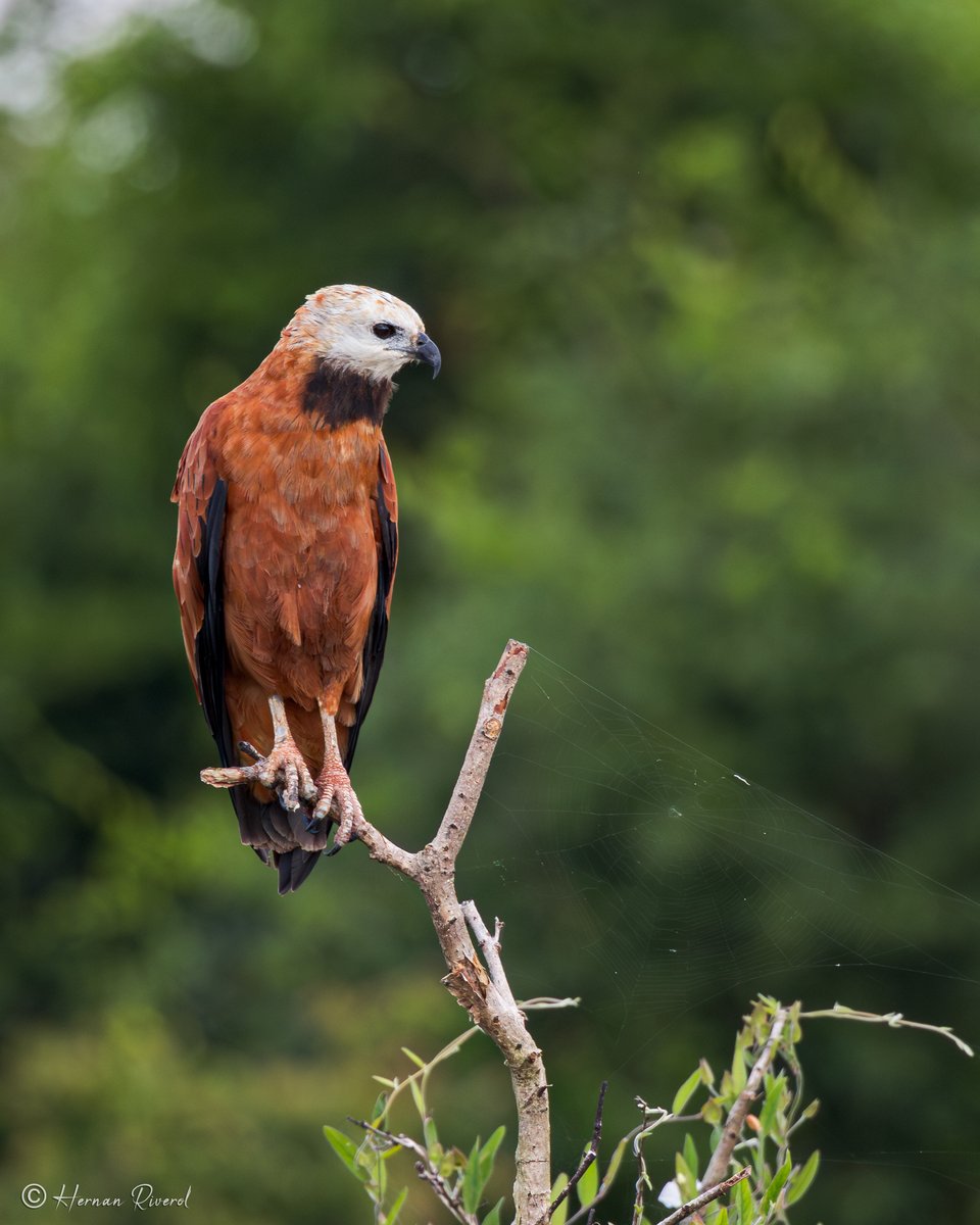 Black-collared Hawk (Busarellus nigricollis) Crooked Tree Wildlife Sanctuary, Belize 2024-01-15 #BirdsOfBelize #BirdsSeenIn2024 #birds #birding #birdwatcher #BirdTwitter #birdphotography #BirdsOfTwitter #BBCWildlifePOTD