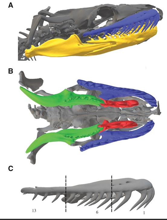 So great to see the press! 

And your paper is now free to read for anyone who missed out

Linking Tooth Shape to Strike Mechanics in the Boa constrictor
by
@Bill_Ryerson , Tate Van Valkenburg

doi.org/10.1093/icb/ic…

#snakes #dentition #biology #science