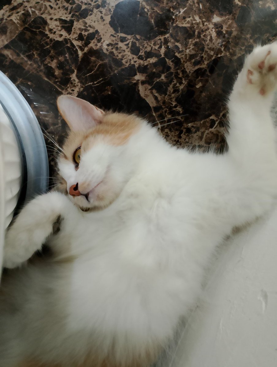 aaronavhy's tweet photo. she was feel tired https://t.co/ppyCSW74Nw