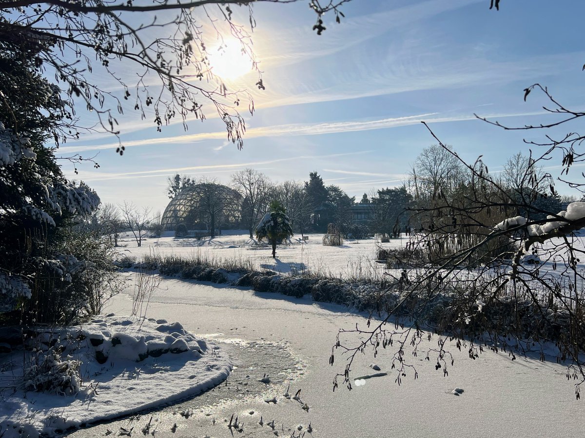 Perfect day for a short lunch break walk around Botanical Garden @HHU_de. #winter #snow