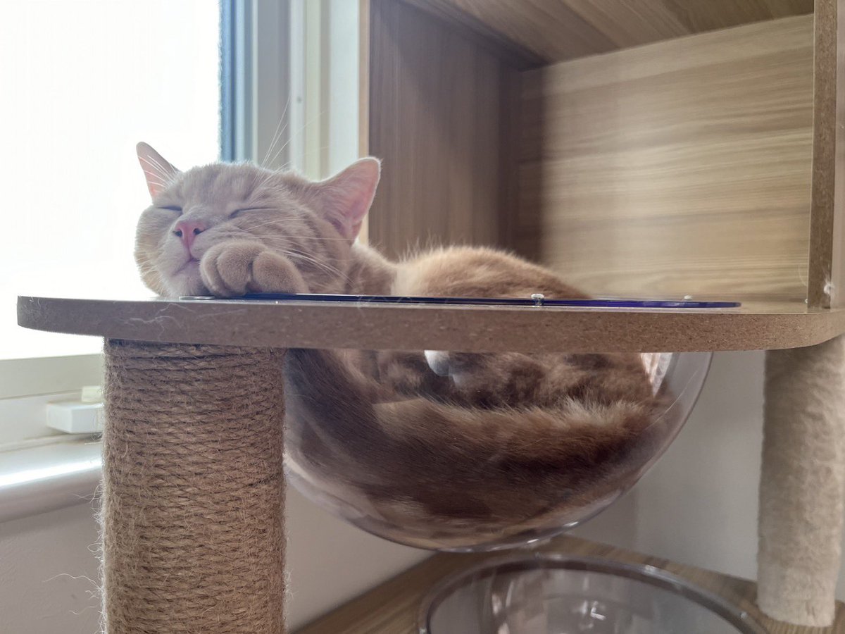moca_tan109's tweet photo. 宇宙船で気持ちよくお昼寝してるきなこ
😊
   #cat #猫写真　#スコティッシュフォールド #猫がいる暮らし #猫好きさんとつながりたい https://t.co/QRrx4ZSovM