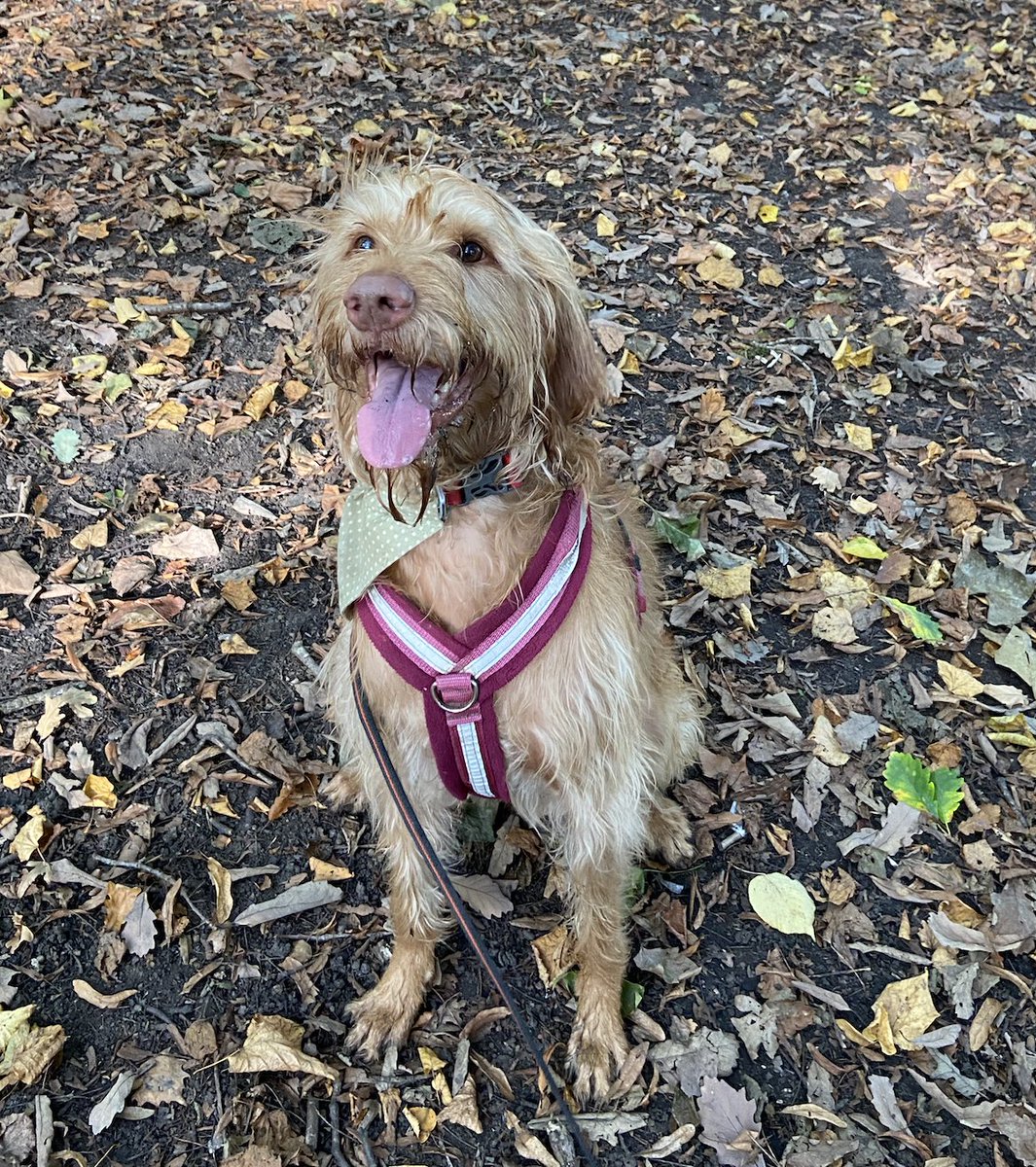 Introducing our new weekly series of four-pawed #QualitativeResearchAssistants

This is QUAHRC member Rachel's dog Kel. She's heard that the next seminar is about walking-based interview methods and is very interested (eventbrite.co.uk/e/quahrc-semin…)