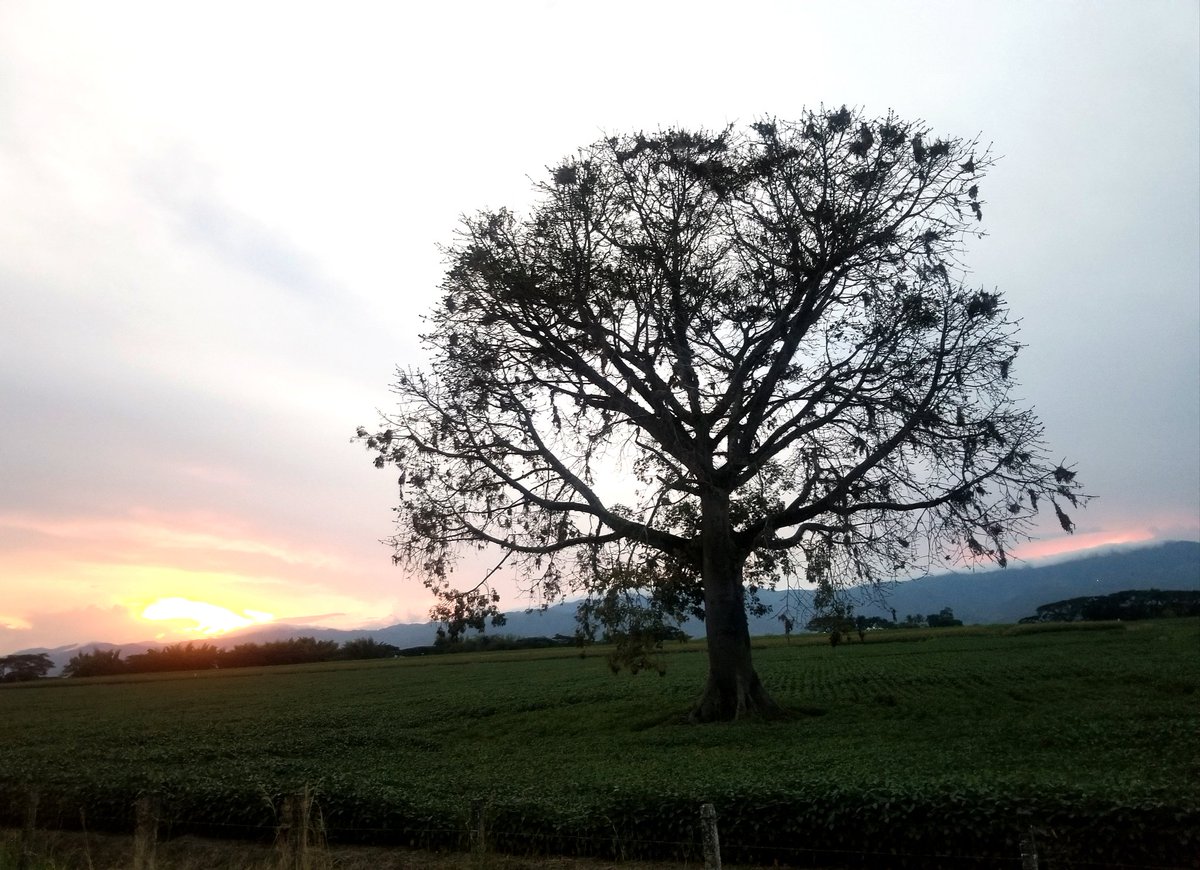 Juancho Sinisterra 🇨🇴 tweet media