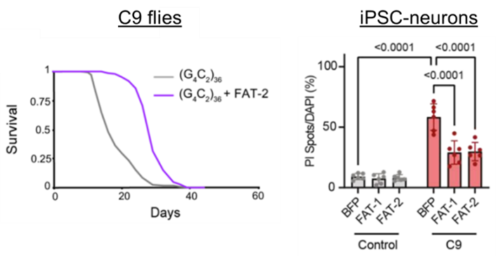 isaacs_adrian's tweet photo. Feeding C9 flies PUFAs was beneficial but neuronally over-expressing fatty acid desaturase enzymes was much more effective, and the same fatty acid desaturase also reduced stressor-induced toxicity in C9 iPSC-neurons 8/9 https://t.co/bOBbXDRj3J