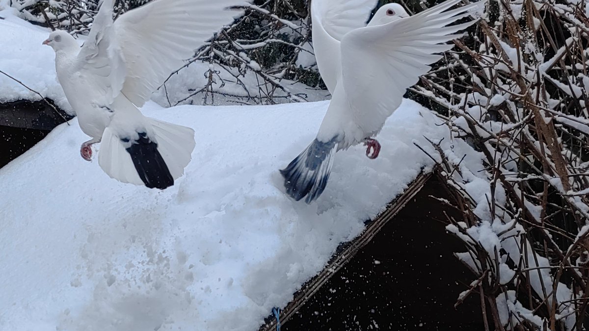 MartinBnge4's tweet photo. "Du hast wohl einen Vogel?"
Nein, viele...

#MakeTwitterNiceAgain https://t.co/b86XipRI0w