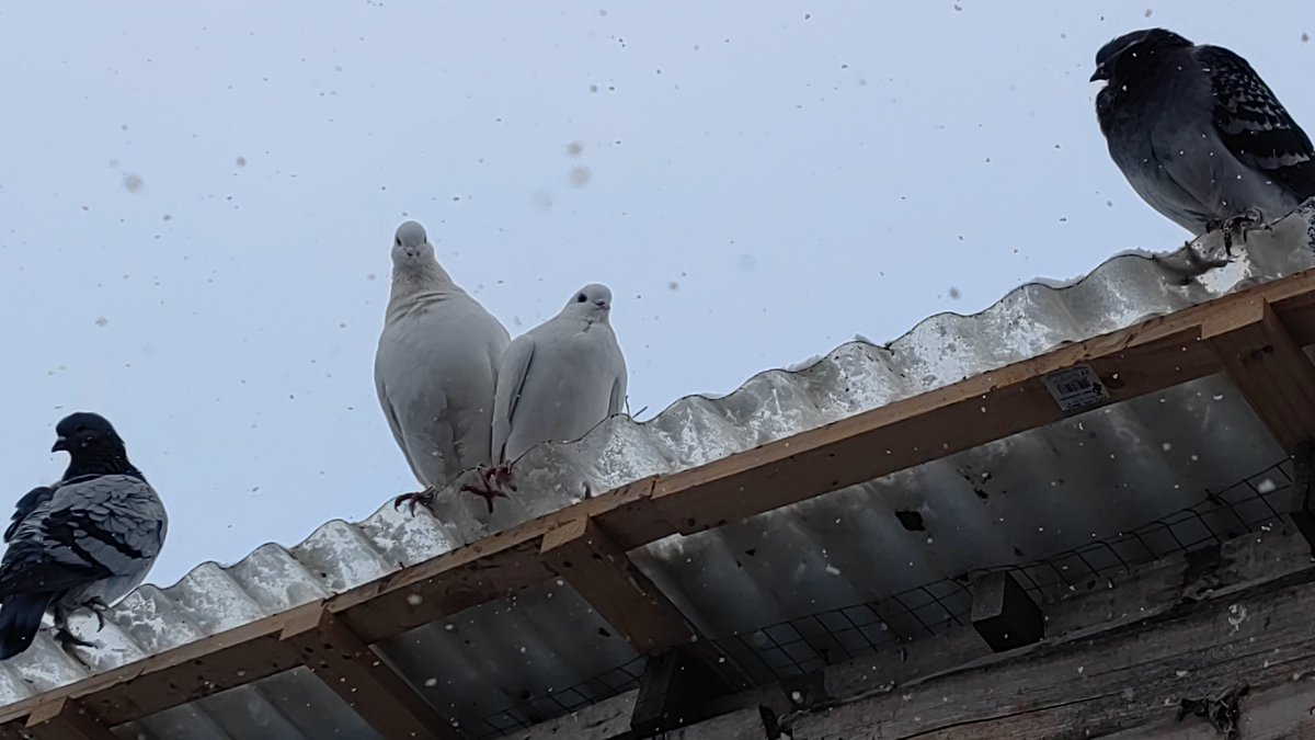 MartinBnge4's tweet photo. "Du hast wohl einen Vogel?"
Nein, viele...

#MakeTwitterNiceAgain https://t.co/b86XipRI0w