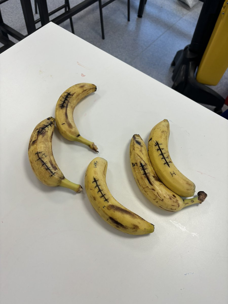 BBASS_Alice's tweet photo. This week was banana week for our next rotation of students! Step 1 was removing all stools from the room. If you know, you know #bbass @BBASS_skills @David_ukan https://t.co/uSU6CDW7kl