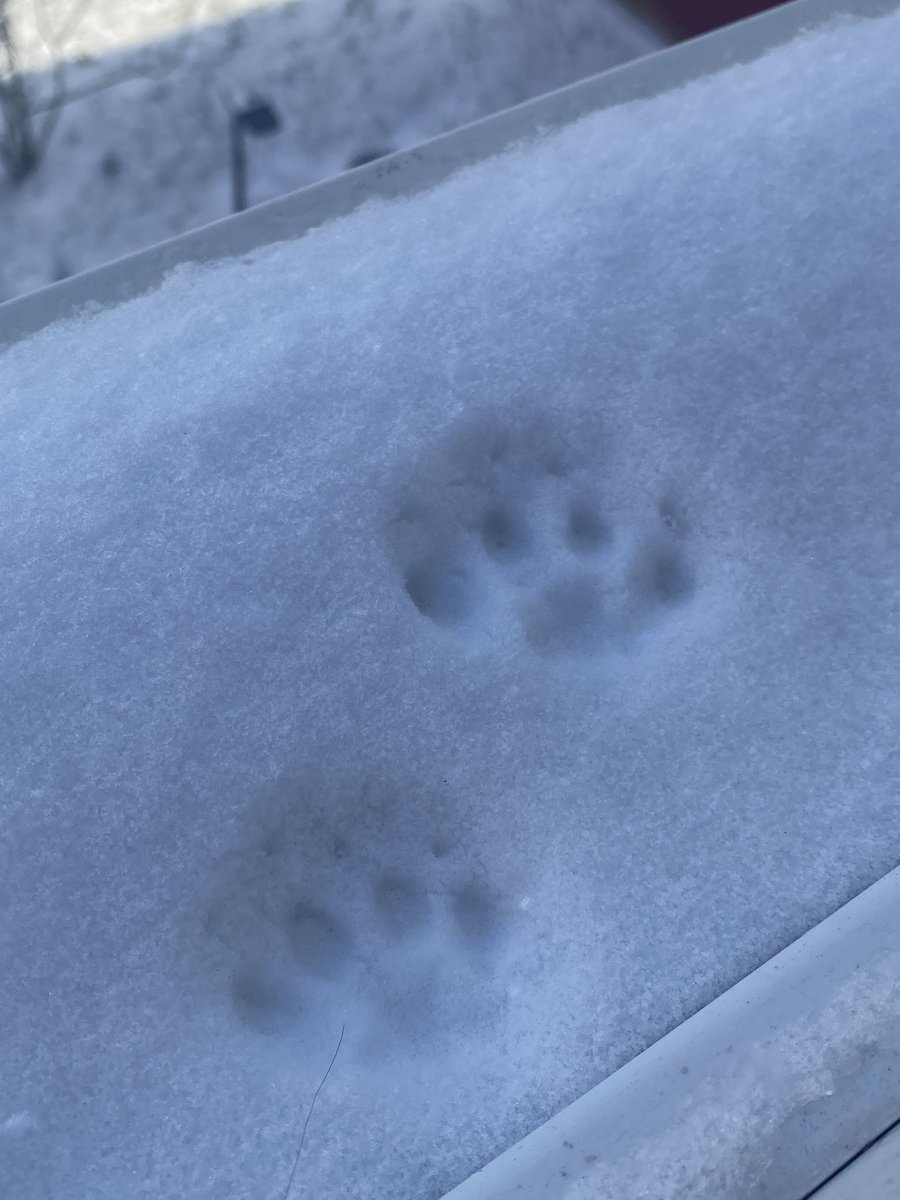 juslyse's tweet photo. les petites papattes dans la neige laaaa https://t.co/osgG8SYQhB