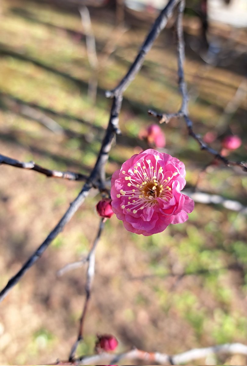 888aone's tweet photo. 通勤途中、 #紅梅 が咲き始めているのを見かけました。 https://t.co/HQaXEAZBdv