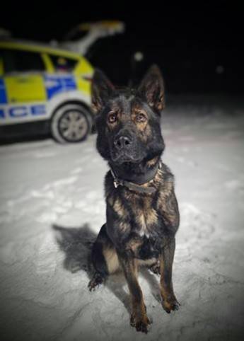 A great team effort by #PD Fergie, her handler and @PSOSHighland officers to find a missing person in Inverness last night . PD Fergie tracked through woods and found her with the help of the local officers. She's now being helped by partner agencies. #TeamWork #TheNoseKnows