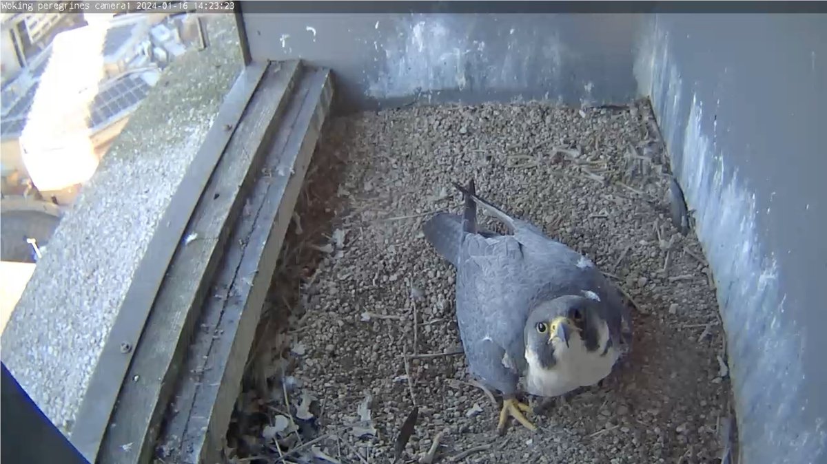 Welcome to the 9th year of The Woking Peregrine Project! Saw the falcon doing a little tidying of the nest box yesterday, a good sign. @james_sellen @wokingcouncil @SurreyBirdNews @BBCSpringwatch