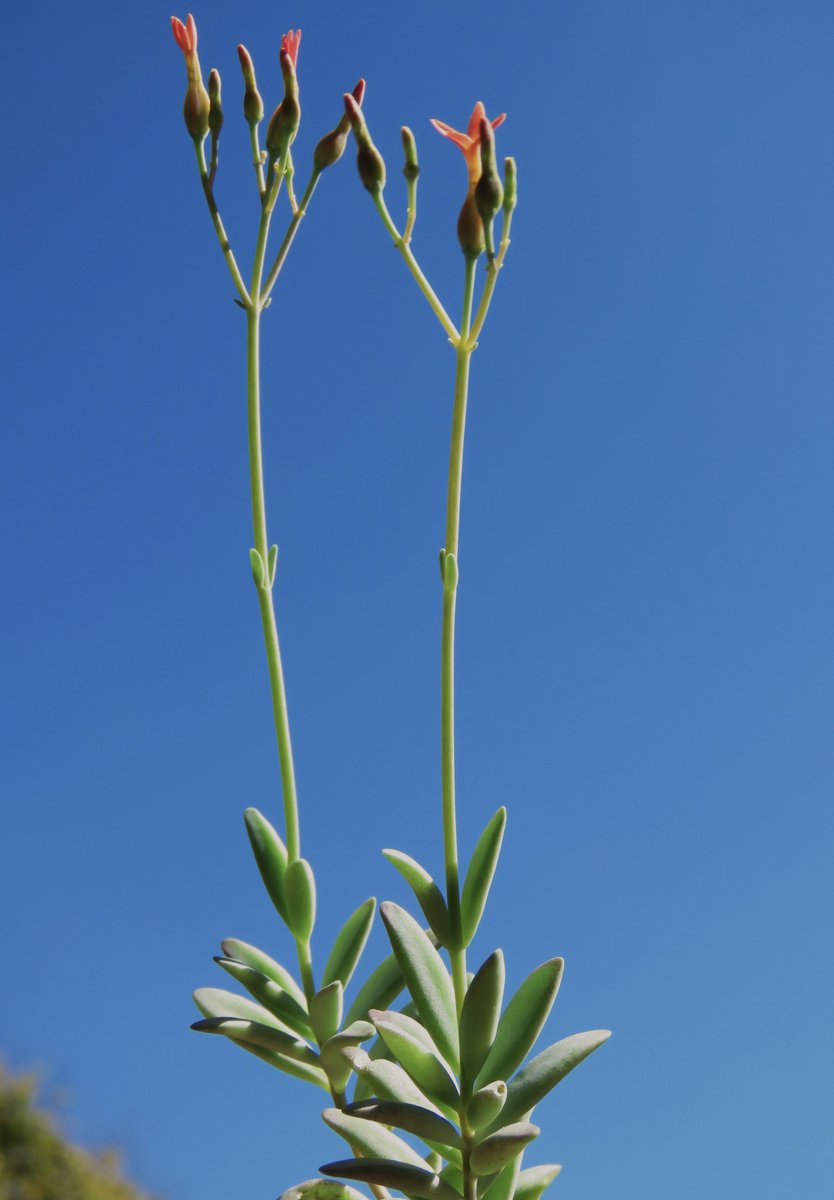 📣Botânicos portugueses descreveram 19 novas plantas para a ciência em 2023📰

A <a href="/SpbotanicaL/">SPBotânica - LVF</a> fez o balanço da contribuição dos botânicos portugueses para o esforço global da descrição da biodiversidade vegetal no ano de 2023⚖️

Info completa aqui: files.fm/u/55efaxawg4 

1/4🧵