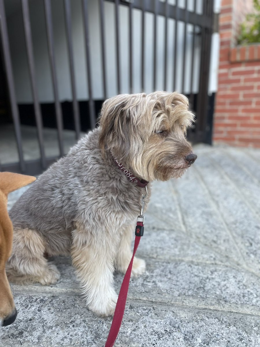 cduartec's tweet image. Me dejaron cuidando 2 perros #Chivas #Tulia con #Bambu
Cositas bellas 😍